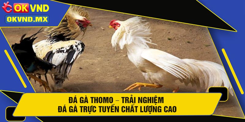 Đá Gà Thomo – Trải Nghiệm Đá Gà Trực Tuyến Chất Lượng Cao