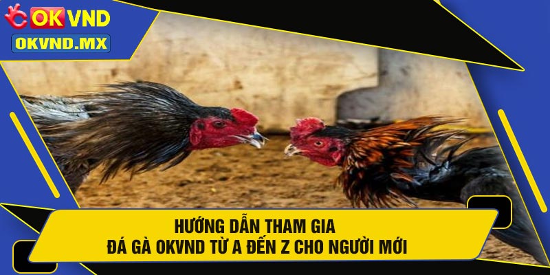 Hướng Dẫn Tham Gia Đá Gà OKVND Từ A Đến Z Cho Người Mới
