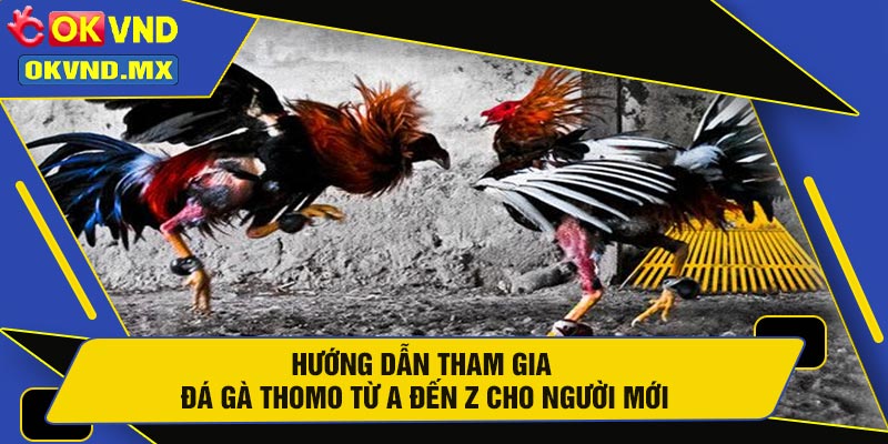 Hướng Dẫn Tham Gia Đá Gà Thomo Từ A Đến Z Cho Người Mới